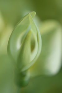 Close-up of white flower