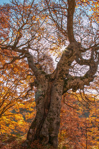 Low angle view of tree during autumn