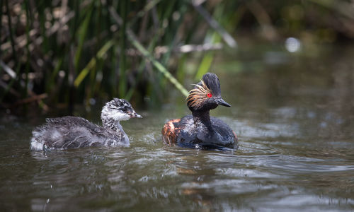 View of birds swimming in lake