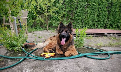 Dog in a plant