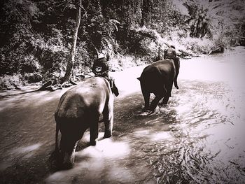 Rear view of man riding elephant on plant