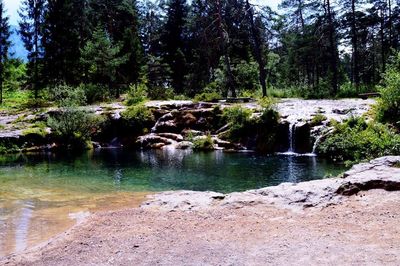 Scenic view of river in forest