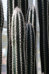 Full frame shot of succulent plants