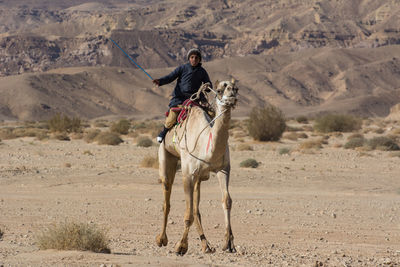 Man riding horse in desert