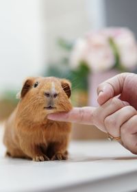 Midsection of person eating hand