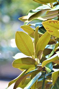 Close-up of yellow flowering plant