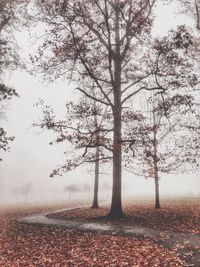 Trees on field against sky during autumn