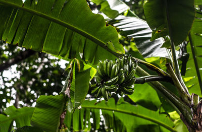 Close-up of fresh green leaves on plant