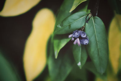 Close-up of purple flowering plant