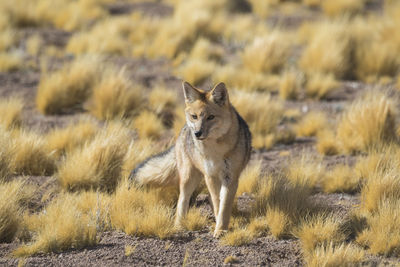 Desert foxes in the plains of the chilean highlands