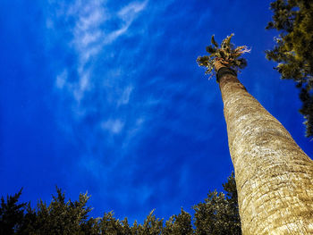 Low angle view of trees against blue sky