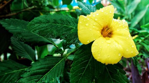 Close-up of wet yellow flower blooming during rainy season