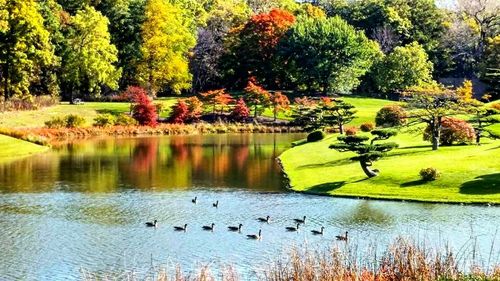 Birds in calm lake