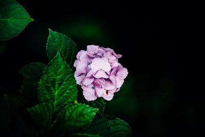 Close-up of pink flower blooming outdoors