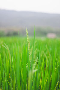 Close-up of crops growing on field