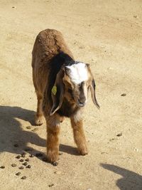 Lamb with dung on ground