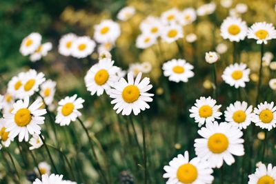 Close-up of white daisy flowers