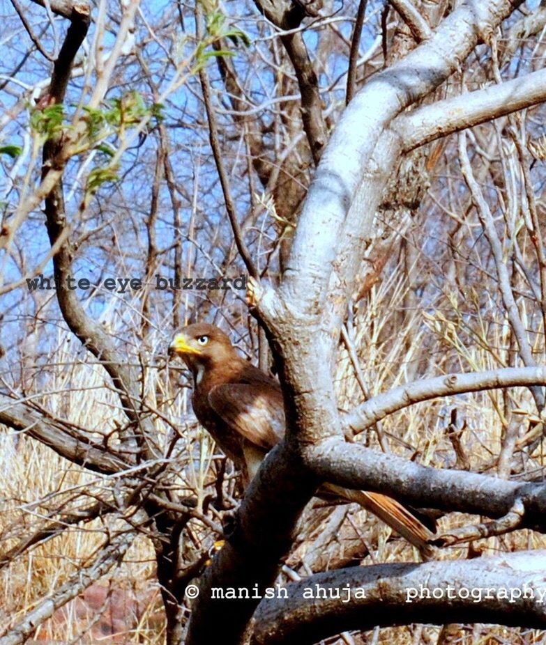 tree, one animal, animal themes, branch, animals in the wild, low angle view, nature, tree trunk, bird, animal wildlife, no people, day, outdoors, beauty in nature, perching, sky, mammal, leopard