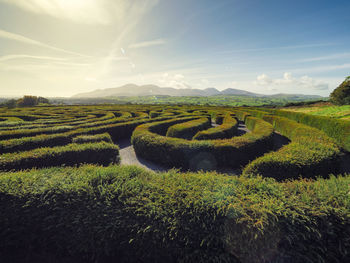 Scenic view of agricultural field against sky