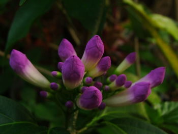 Close-up of purple flowers