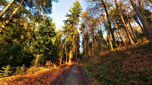 Road amidst trees in forest