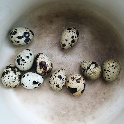 Close-up high angle view of bird eggs