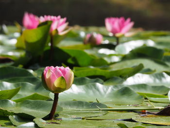 Close-up of pink water lily amidst leaves in lake