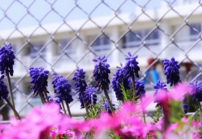 Close-up of purple flowering plants against fence