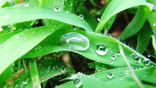 Close-up of water drops on leaves