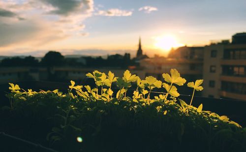 Close-up of yellow flowers blooming against sky at sunset