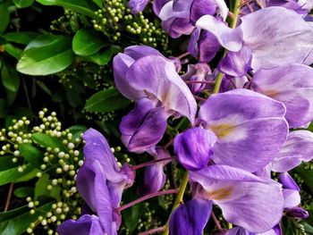 Close-up of purple flowering plants