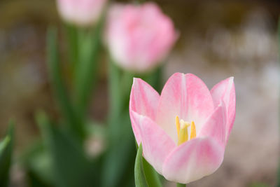 Close-up of pink lotus blooming outdoors