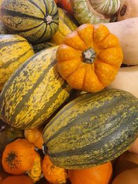 Pumpkin harvest halloween 