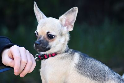 Close-up of person holding dog