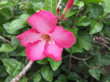 Close-up of pink flower blooming outdoors