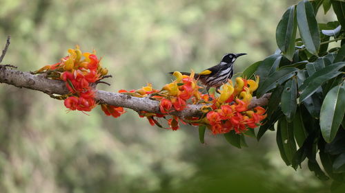 Close-up of butterfly on flower