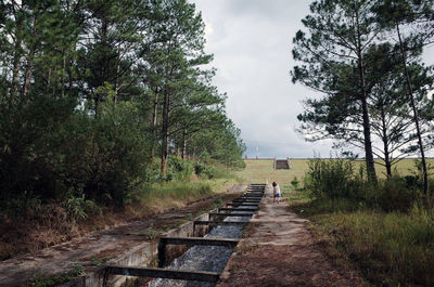 Empty road amidst trees