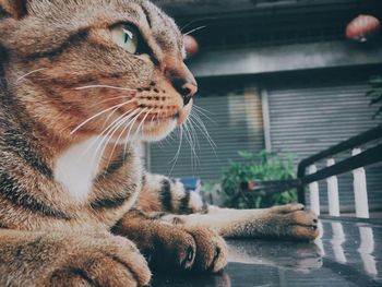 Close-up of a cat looking away