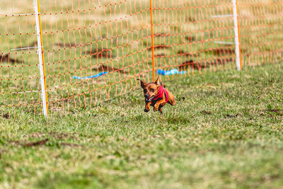 Dog running on field