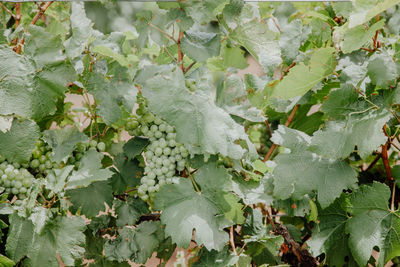 Full frame shot of ivy growing on land