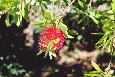 Close-up of red flower