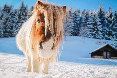 Horse on snow covered field