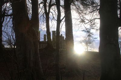 Bare trees in forest