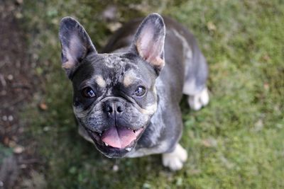 Close-up of dog