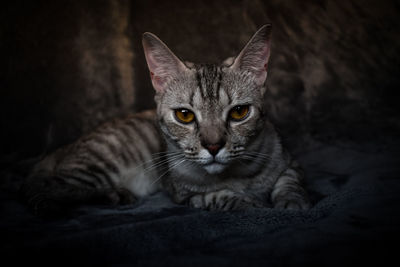 Close-up portrait of tabby cat