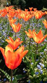 Close-up of orange flowers