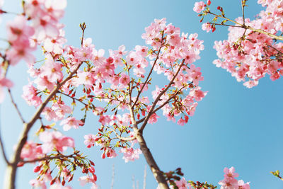 Low angle view of pink cherry blossoms against clear blue sky