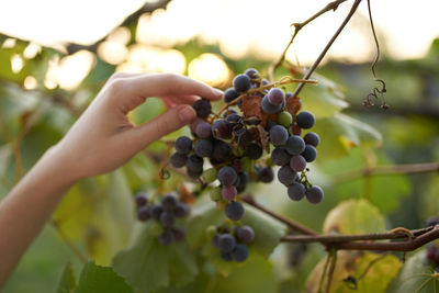 Close-up of grapes growing in vineyard