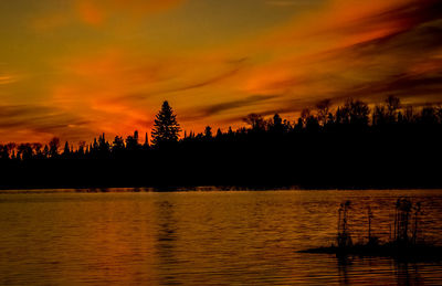 Silhouette of trees at sunset