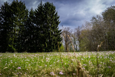 Close-up of grass growing in field